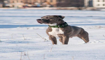 ABD’de Akılalmaz Olay: Köpeği Tarafından Vuruldu!